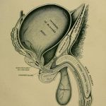 Difficulty Ejaculating in Men: Causes, Diagnosis, and Treatment
