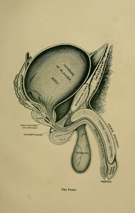 Difficulty Ejaculating in Men : Causes, Diagnosis, and Treatment