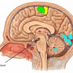 Elevated Prolactin in men